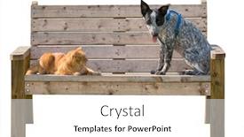  Presentation with dog cat - Amazing PPT layouts having ginger tabby cat and a black and white spotted dog sitting on a wooden bench isolated on white backdrop and a white colored foreground