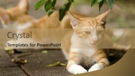  Presentation with ginger - Beautiful PPT theme featuring ginger tabby kitten and his brother lying on ground backdrop and a coral colored foreground