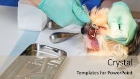  Presentation with dental extraction - Cool new presentation with gingival health - veterinarian performing dental extraction backdrop and a soft green colored foreground