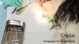  Presentation with dental extraction - Theme consisting of gingival health - veterinarian performing dental extraction background and a mint green colored foreground