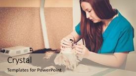  Presentation with anesthesia - Cool new PPT theme with gingival health - veterinarian with small dog backdrop and a soft green colored foreground