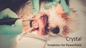  Presentation with gingival health - Slides consisting of gingival health - veteterinarien performing canine dental prophylaxis background and a soft green colored foreground