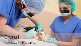  Presentation with gingival health - Colorful PPT theme enhanced with gingival health - vets performing canine dental prophylaxis backdrop and a coral colored foreground