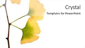  Presentation with branch - Amazing PPT layouts having air pollution - portrait of man wearing backdrop and a tawny brown colored foreground