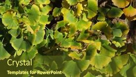  Presentation with autumn leaves - Audience pleasing PPT layouts consisting of ginkgo-biloba-branch-with-leaves backdrop and a tawny brown colored foreground
