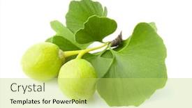  Presentation with ginkgo - Presentation design enhanced with ginkgo-biloba-fruit-with-leaves background and a yellow colored foreground