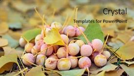  Presentation with ginkgo - Slide set featuring ginkgo biloba fruits heap lying background and a yellow colored foreground