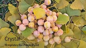  Presentation with ginkgo - Slide deck consisting of ginkgo biloba fruits heap lying background and a gold colored foreground