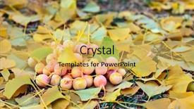  Presentation with ginkgo - Beautiful PPT layouts featuring ginkgo biloba fruits heap lying backdrop and a yellow colored foreground