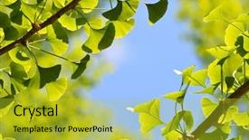  Presentation with green leaf - Colorful PPT theme enhanced with ginkgo biloba green leaf background backdrop and a yellow colored foreground