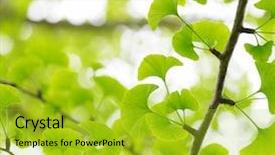  Presentation with ginkgo - Audience pleasing theme consisting of ginkgo biloba green leaf background backdrop and a yellow colored foreground