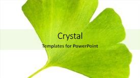  Presentation with ginkgo - Presentation design enhanced with ginkgo biloba leaf isolated background and a yellow colored foreground