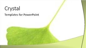  Presentation with ginkgo - Slide deck having ginkgo biloba leaf isolated on white background and a white colored foreground