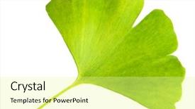  Presentation with ginkgo - PPT theme enhanced with homoeopathy - ginkgo biloba leaf isolated background and a  colored foreground