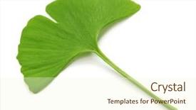  Presentation with ginkgo - Audience pleasing presentation theme consisting of ginkgo biloba leaf isolated backdrop and a cream colored foreground