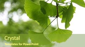  Presentation with ginkgo - Theme with ginkgo biloba leaf background and a tawny brown colored foreground