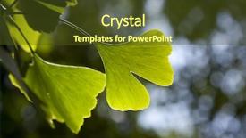  Presentation with ginkgo - Beautiful presentation design featuring ginkgo biloba leaf on a tree backdrop and a tawny brown colored foreground