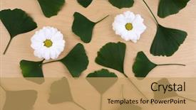  Presentation with ginkgo - PPT theme featuring ginkgo biloba leaves and camomiles background and a coral colored foreground
