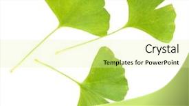  Presentation with ginkgo - Amazing slide set having spoon of rice on puffed backdrop and a tawny brown colored foreground