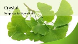  Presentation with ginkgo - Amazing presentation design having green extraction - ginkgo biloba leaves isolated backdrop and a blonde colored foreground