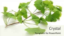  Presentation with ginkgo - Presentation theme with ginkgo biloba leaves isolated background and a soft green colored foreground