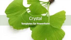  Presentation with ginkgo - Amazing presentation having green extraction - ginkgo biloba leaves isolated backdrop and a tawny brown colored foreground