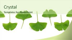  Presentation with ginkgo - Beautiful slide set featuring ginkgo biloba leaves on white backdrop and a soft green colored foreground