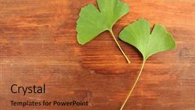 Presentation with ginkgo - Amazing slide set having ginkgo biloba leaves on wooden backdrop and a red colored foreground