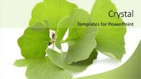  Presentation with ginkgo - Slide deck consisting of ginkgo biloba leaves background and a  colored foreground