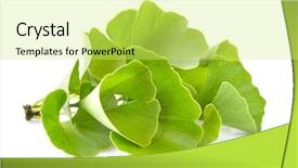  Presentation with ginkgo - Beautiful PPT theme featuring ginkgo biloba leaves backdrop and a  colored foreground