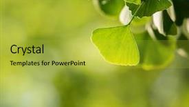  Presentation with ginkgo - Colorful PPT layouts enhanced with ginkgo biloba tree branch with leafs against lush green background backdrop and a yellow colored foreground