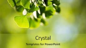  Presentation with ginkgo - Audience pleasing theme consisting of ginkgo biloba tree branch with leafs against lush green background backdrop and a yellow colored foreground