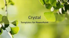  Presentation with green tree - Amazing slides having ginkgo biloba tree branch backdrop and a yellow colored foreground
