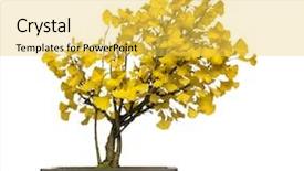  Presentation with ginkgo - Slide deck enhanced with biloba - ginkgo bonsai tree isolated background and a yellow colored foreground