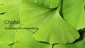  Presentation with medicine - Slide set enhanced with ginkgo leaf background background and a yellow colored foreground