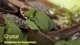  Presentation with ginkgo - Slide set having ginkgo-maidenhair-tree-natural-remedy background and a tawny brown colored foreground