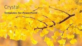  Presentation with ginkgo - PPT layouts with ginkgo-trees-in-autumn background and a yellow colored foreground