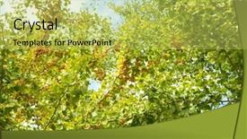  Presentation with growing tree - PPT layouts with ginko ginkgo biloba also known background and a  colored foreground