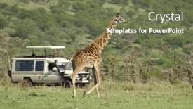  Presentation with tourist - Beautiful presentation theme featuring girafe in the serengeti passing backdrop and a tawny brown colored foreground