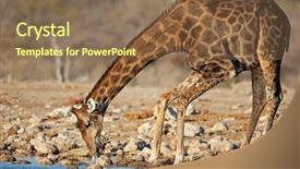  Presentation with drinking water - PPT layouts having giraffa camelopardalis drinking water etosha background and a violet colored foreground