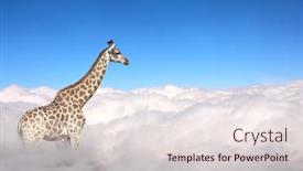  Presentation with cloud - Colorful presentation theme enhanced with giraffe-above-clouds-cute-giraffe backdrop and a lemonade colored foreground