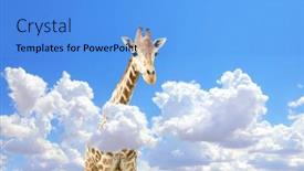  Presentation with cute - PPT theme with giraffe-above-clouds-cute-giraffe background and a light blue colored foreground