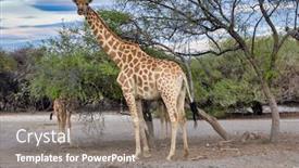  Presentation with sunset - Presentation theme enhanced with giraffe-and-baby-at-sunset background and a gray colored foreground