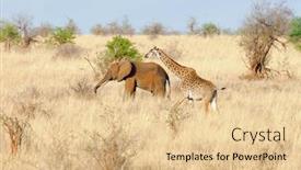  Presentation with savanna - Presentation design featuring giraffe and elephant making there way across the savanna in taragire national park background and a lemonade colored foreground
