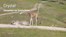  Presentation with animals - Colorful theme enhanced with giraffe and other animals on green field backdrop and a coral colored foreground