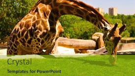  Presentation with zoo - Slide set consisting of giraffe at madrid zoo spain background and a gold colored foreground