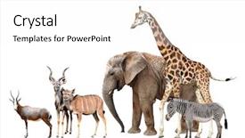  Presentation with animal - Presentation theme having giraffe elephant zebra blesbok antelopes background and a white colored foreground