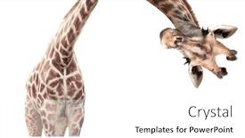  Presentation with head - Slide deck featuring giraffe-face-head-hanging-upside background and a white colored foreground