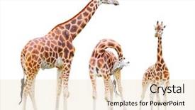  Presentation with family adolescence - Colorful PPT layouts enhanced with giraffe family giraffa camelopardalis isolated backdrop and a lemonade colored foreground