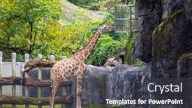  Presentation with zoo - Slide set with giraffe-feeding-in-the-zoo background and a dark gray colored foreground